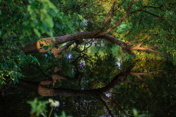 large tree bent over pond and water reflects green foliage of forest in the light of sunset
