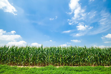 The corn grew in the field