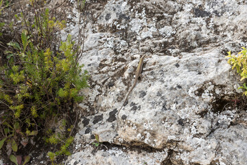 Lizard on the rock