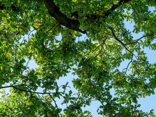 Looking up through the branches and leaves of an oak tree to a blue sky