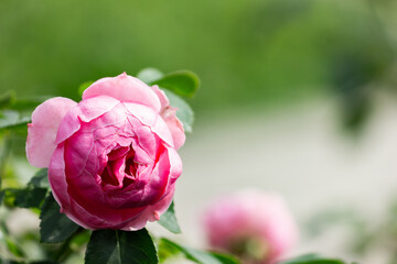 Pink roses in the garden after the rain. Close-up.