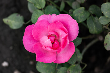 Pink roses in the garden after the rain. Close-up.
