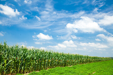 Obraz premium The corn grew in the field