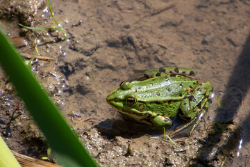 Frog sitting in the water, Pelophylax esculentus or Teichfrosch
