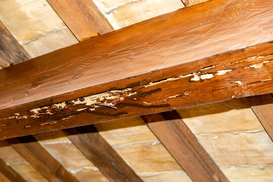Dachbalken zerst&ouml;rt durch Holzw&uuml;rmer