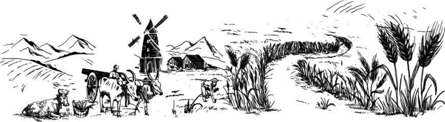 Vector Drawing of Farmer and Farming with bullock, and tractor working in field, Tuscany Landscape, rural field with ripe wheat on background of mill and village, clouds, old Barn, house, trees, plant