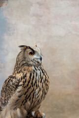 Eagle owl closeup
