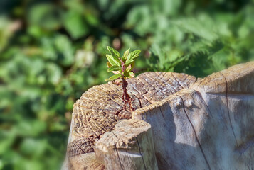 Alter Baumstamm mit jungem Trieb