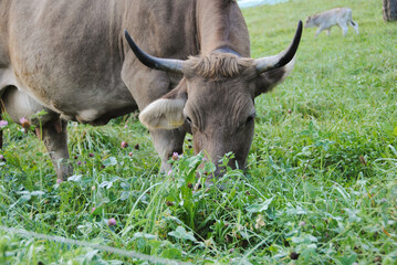 Kuh bei Grass Essen auf Schweizerwiese