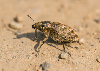 sluggish or large thistle weevil (Cleonis pigra) beetle on sandy ground