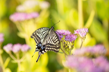 Papilio xuthus Linnaeus,Butterfly is on a flower