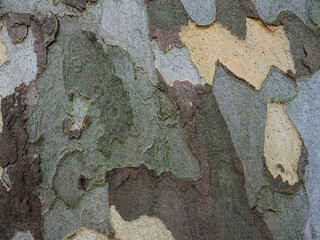 Embossed texture of the bark of sycamore (platanus acerifolia). Horizontal photo of the sycamore texture.