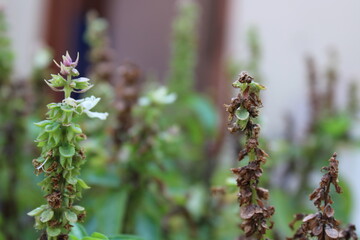 closeup of Marjoram plant