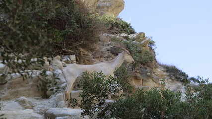 Fototapeta na wymiar Wild goat on the rock