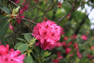 ５月に咲くつつじ