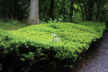 Obraz premium 緑の絨毯と輝く葉 