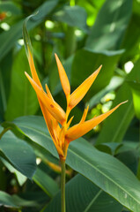 Sydney Australia, Orange flowerhead of a Heliconia psittacorum or false bird-of-paradise