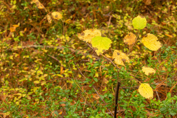 Autumn natural beautiful forest texture with plants and foliage