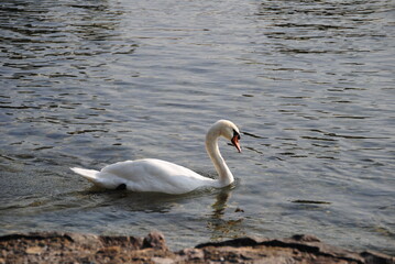 Schwan am See