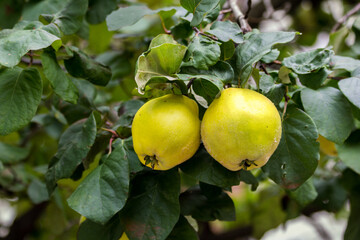 Quince fruit ripe on tree from orchard farmland