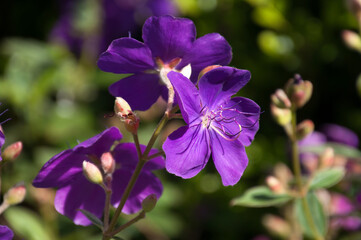 Sydney Australia, bright purple flowers of a Tibouchina urvilleana or lasiandra