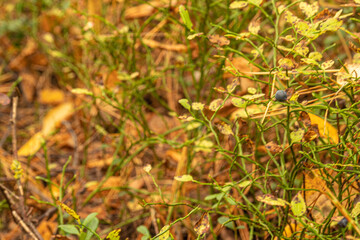 Autumn natural beautiful forest texture with berries