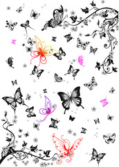 butterflies and flowers