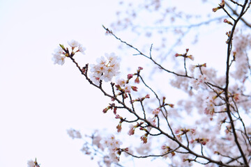 Cherry Blossoms in full bloom