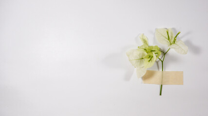 Taped flowers and stems on white background