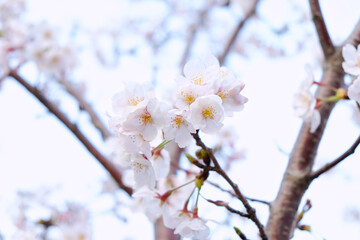 Cherry Blossoms in full bloom