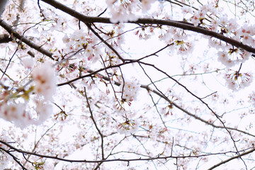 Cherry Blossoms in full bloom