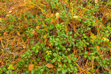 Autumn natural beautiful texture of the forest