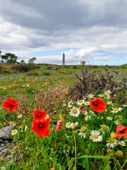 poppies on a hill