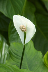 Sydney Australia, white flower of Spathiphyllum cochlearispathum or peace lily