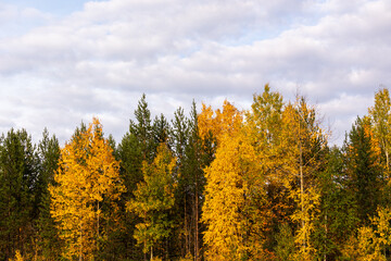 Fototapeta premium Beautiful landscape with beautiful colorful trees in the forest