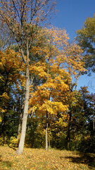 golden autumn in the park. rest time outdoor on a sunny day