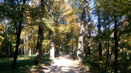 Fototapeta premium golden autumn in the park. rest time outdoor on a sunny day