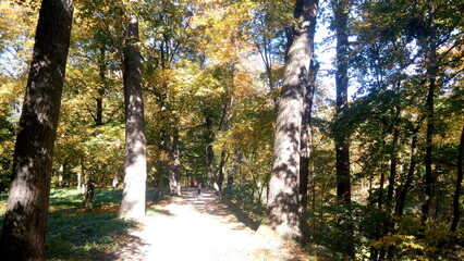 golden autumn in the park. rest time outdoor on a sunny day