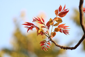 Fototapeta na wymiar autumn leaves on a branch