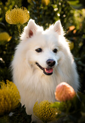 A Japanese Spitz sitting in a field of flowers