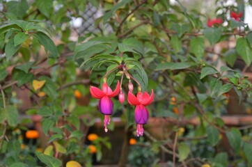 Obraz premium purple floret