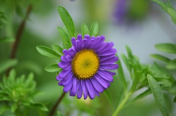 purple flower