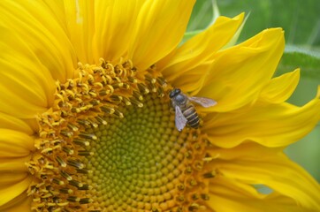 bee on sunflower