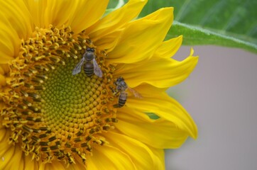 bee on sunflower