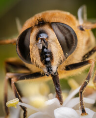 Macrophotography of a Drone fly (Eristalis tenax).