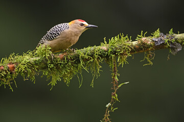 Hoffmann's woodpecker perches on branch