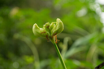White yardlong bean flowers blooming in the garden.
