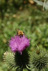 bee on a flower