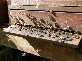 Honigbienen tragen Nektar in die Beute ein. Thueringen, Deutschland, Europa  --
Honey bees bring...