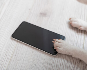 Close-up of dog paws touching smartphone screen on wooden background